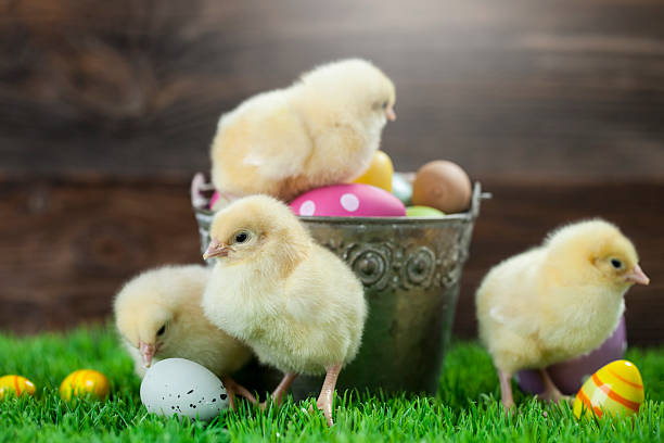 istock Bucket full of easter eggs and chicken 509196790