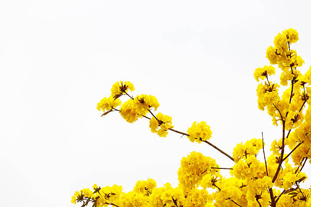 istock Yellow tabebuia flower blossom 509196966