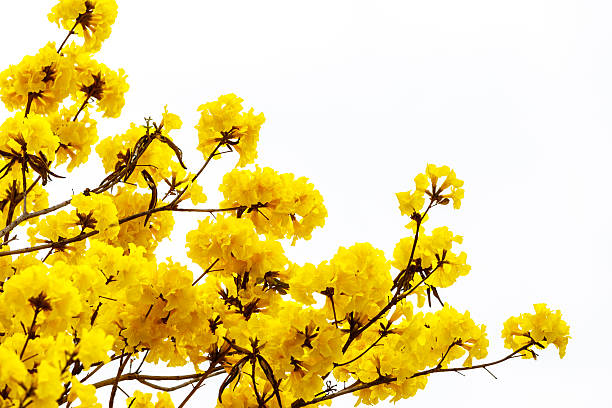 istock Yellow tabebuia flower blossom 509197134