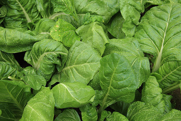 istock sliverbeet grow in vegetable garden 509197374