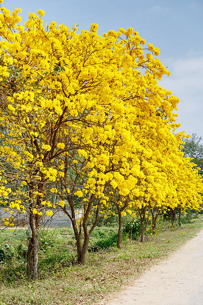 istock Yellow tabebuia flower blossom 509198248
