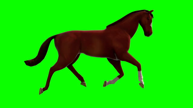 1,046 Horse Running Animation Stock Videos and Royalty-Free Footage - iStock