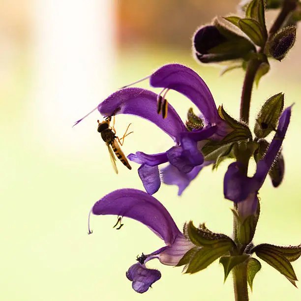 Hoverfly on a flower