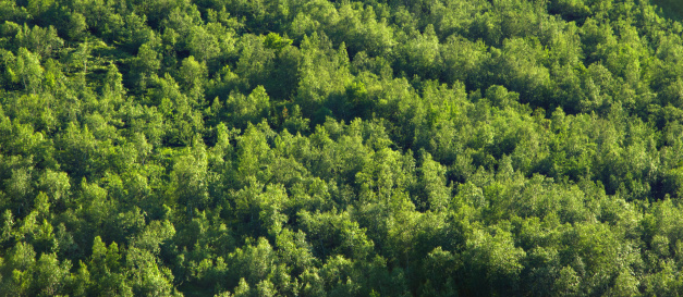 Boreal green summer forest texture with deep shadows.