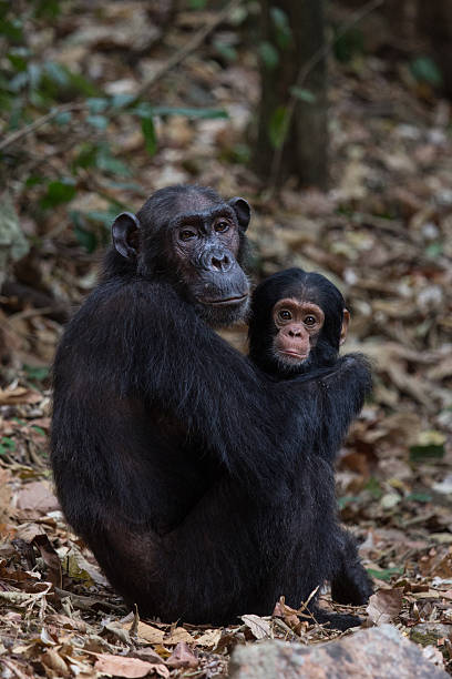 istock Mother and infant chimpanzee in natural habitat 509205905