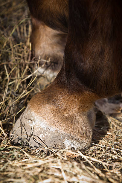 istock Horse Hair Background 509206105