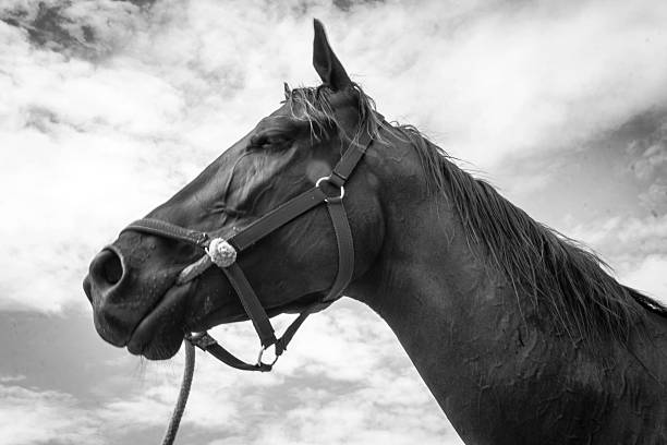 istock close up head of horse side view on cloudy background 509206603