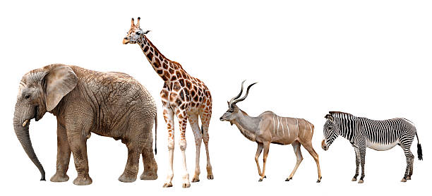 istock giraffes,elephant,kudu and zebra 509206925