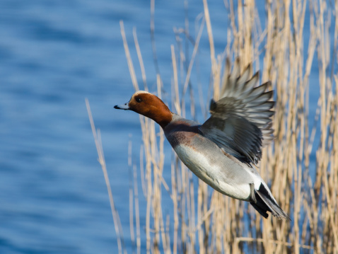 Eurasian wigeon flying up by a Dutch lake