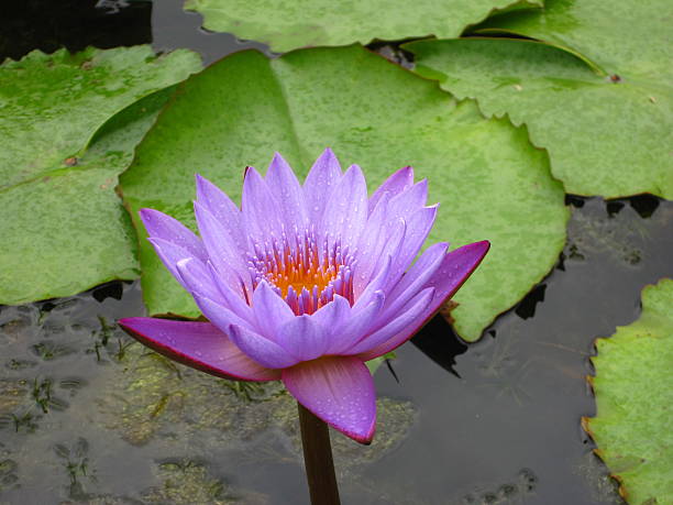 istock Purple lotus flower 509208107