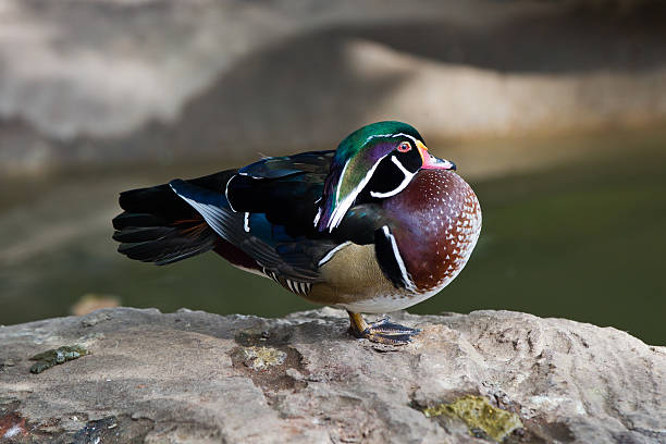 istock American Wood Duck 509208685