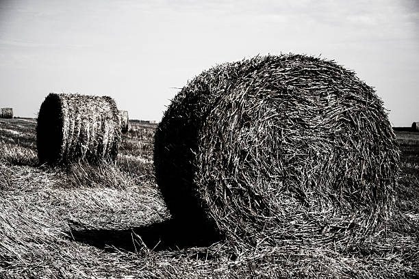 istock Bale of hay in black and white 509208805
