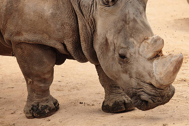 istock portrait of white rhino 509209253