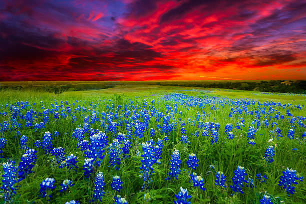 istock Sunset on Sugar Ridge Road, Ennis, TX 509210047