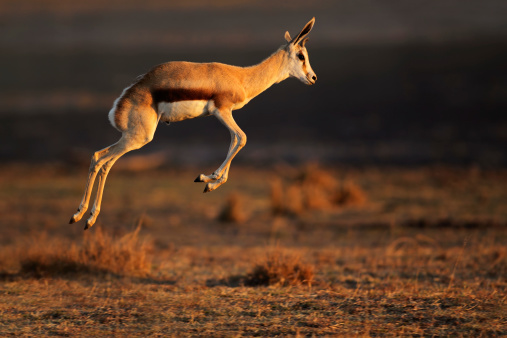 Antílope Springbok salto photo
