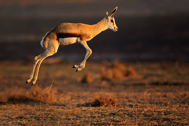 Springbok antelope jumping stock photo