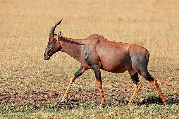 antílope topi - masai mara national reserve masai mara topi antelope fotografías e imágenes de stock