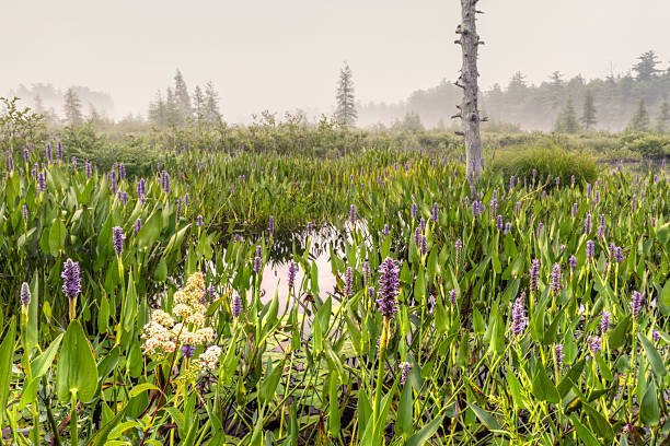 фиолетовый loosestrife цветы на коричневый's путей inlet - adirondack mountains adirondack state park air landscape стоковые фото и изображения