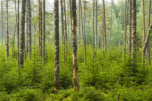 Adirondacks Living Forest stock photo