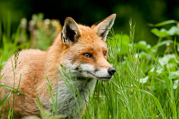 Fox Loved and hated in the UK in equal measure red fox photos stock pictures, royalty-free photos & images