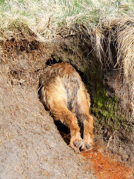 border terrier bitch tests travail de la terre - bitch photos et images de collection