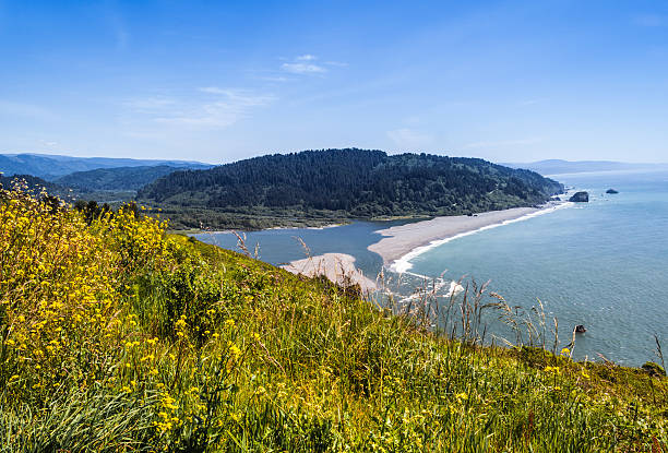 istock River, Ocean and flowers 509212307