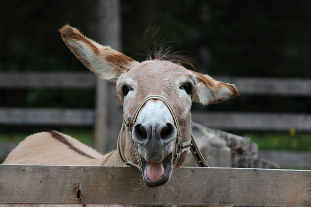 Funny Donkey Stock Photos, Pictures & Royalty-Free Images - iStock Funny Donkey Stock Photos, Pictures & Royalty-Free Images - iStock
