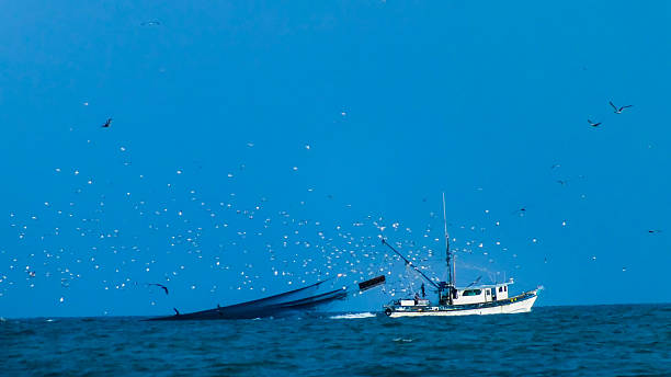 gamberetti in barca nel golfo del messico - barca per pesca di gamberetti foto e immagini stock