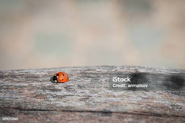 Ladybug Walking Along Weathered Old Wooden Board Stock Photo - Download Image Now - Animal, Animal Body Part, Animal Wildlife
