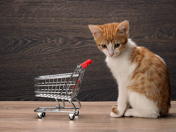 istock Grocery supermarket trolley and kitten 509225078