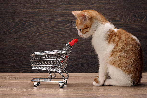 Grocery supermarket trolley and kitten