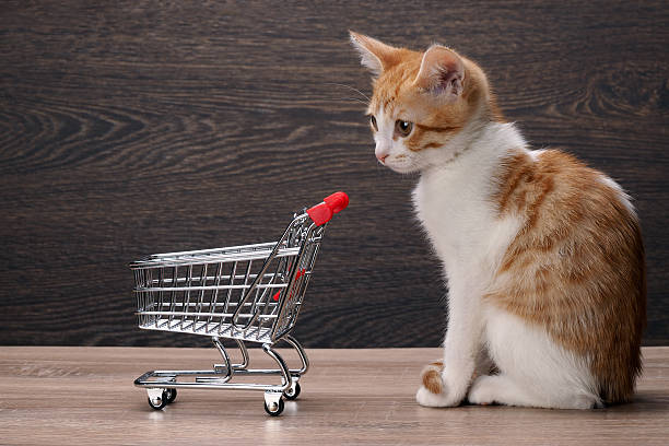 istock Grocery supermarket trolley and kitten 509225138