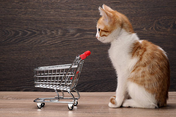istock Grocery supermarket trolley and kitten 509225168