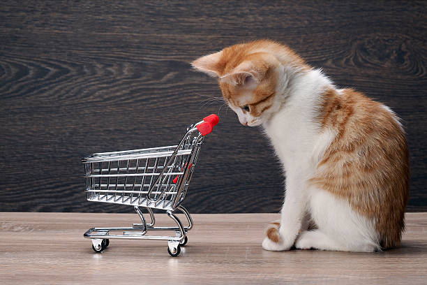 istock Grocery supermarket trolley and kitten 509227040