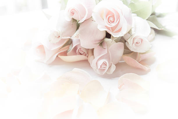 istock vintage pink rose soft on white fabric 509227568