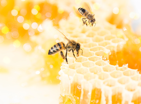 Closeup of 2 working bees on honeycomb