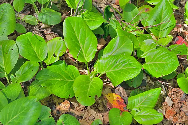 A close up of the medicinal herb bergenia (Bergenia pacifica).