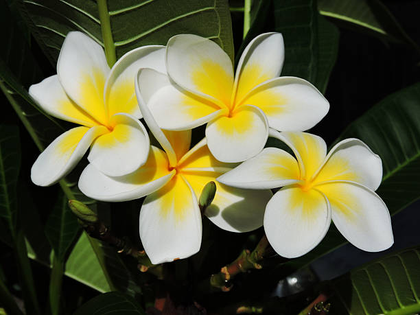 istock Yellow and White Frangipani Flowers 509231340