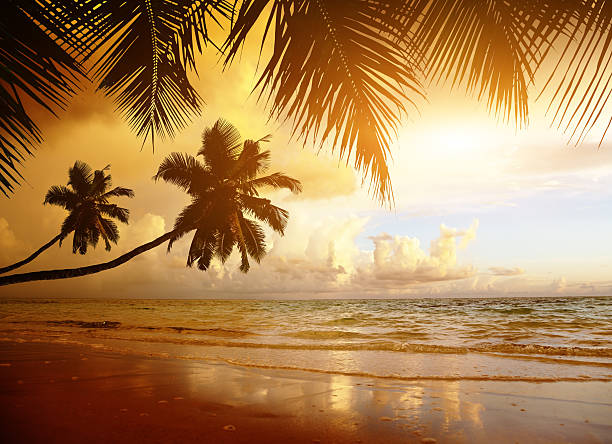 istock sunset on the beach of caribbean sea 509232065