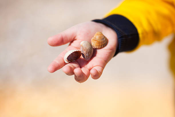 istock Close up of child hands holding seashells 509232195