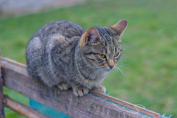 istock beautiful cat on the fence 509232908