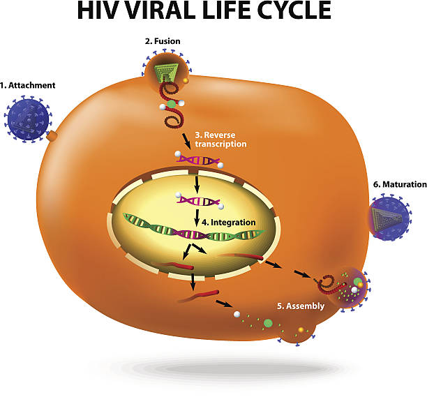 HIV replication cycle HIV viral life cycle. Active infection of t cell by HIV. Vector diagram retrovirus stock illustrations