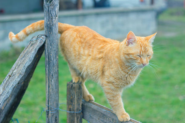 istock beautiful cat on the fence 509233840