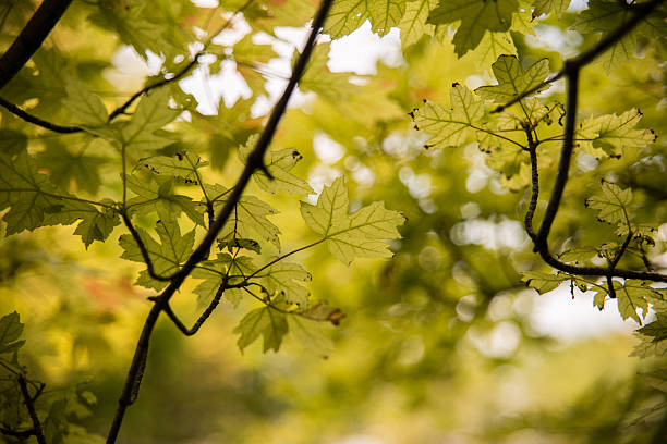 Late Summer Leaves stock photo