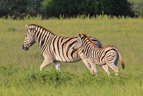 Zebra bebê animais de vida selvagem africana fundo - foto de acervo