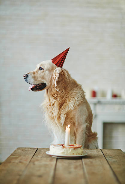 istock Birthday of dog 509234174