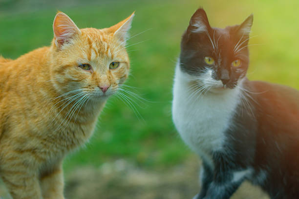 istock beautiful cat on the fence 509234206