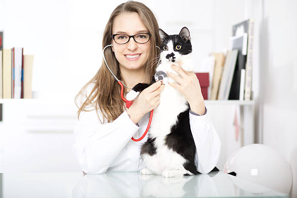 istock Young female veterinary caring of a cute cat 509234228