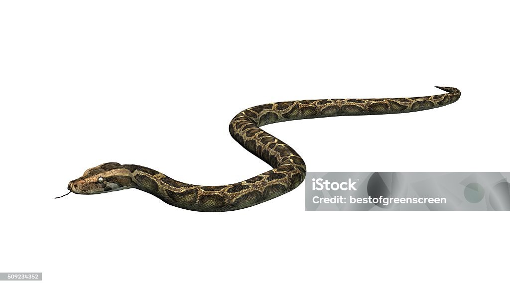 Python Schlange Isoliert Auf Weißer Hintergrund Stockfoto und mehr ...