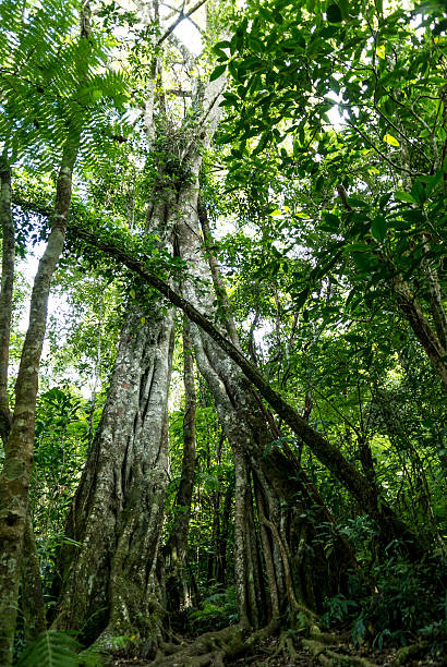 istock Tropical, Forest, Island of Reunion 509234385